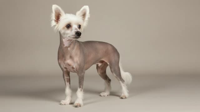 Illustration eines Chinese Crested