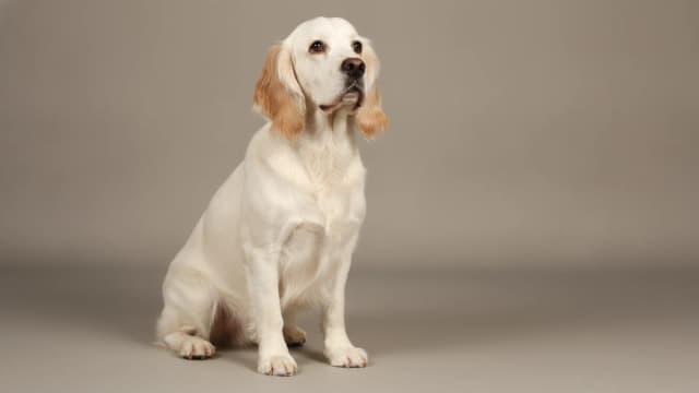 Illustration of Clumber Spaniel