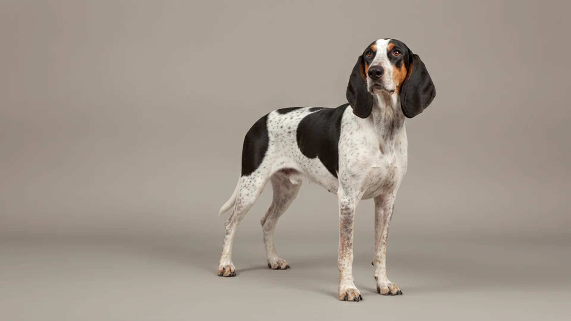 Illustration of Colombian Fino Hound