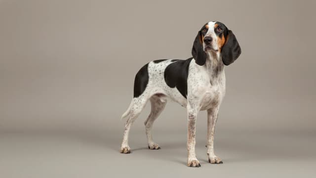Illustration of Colombian Fino Hound