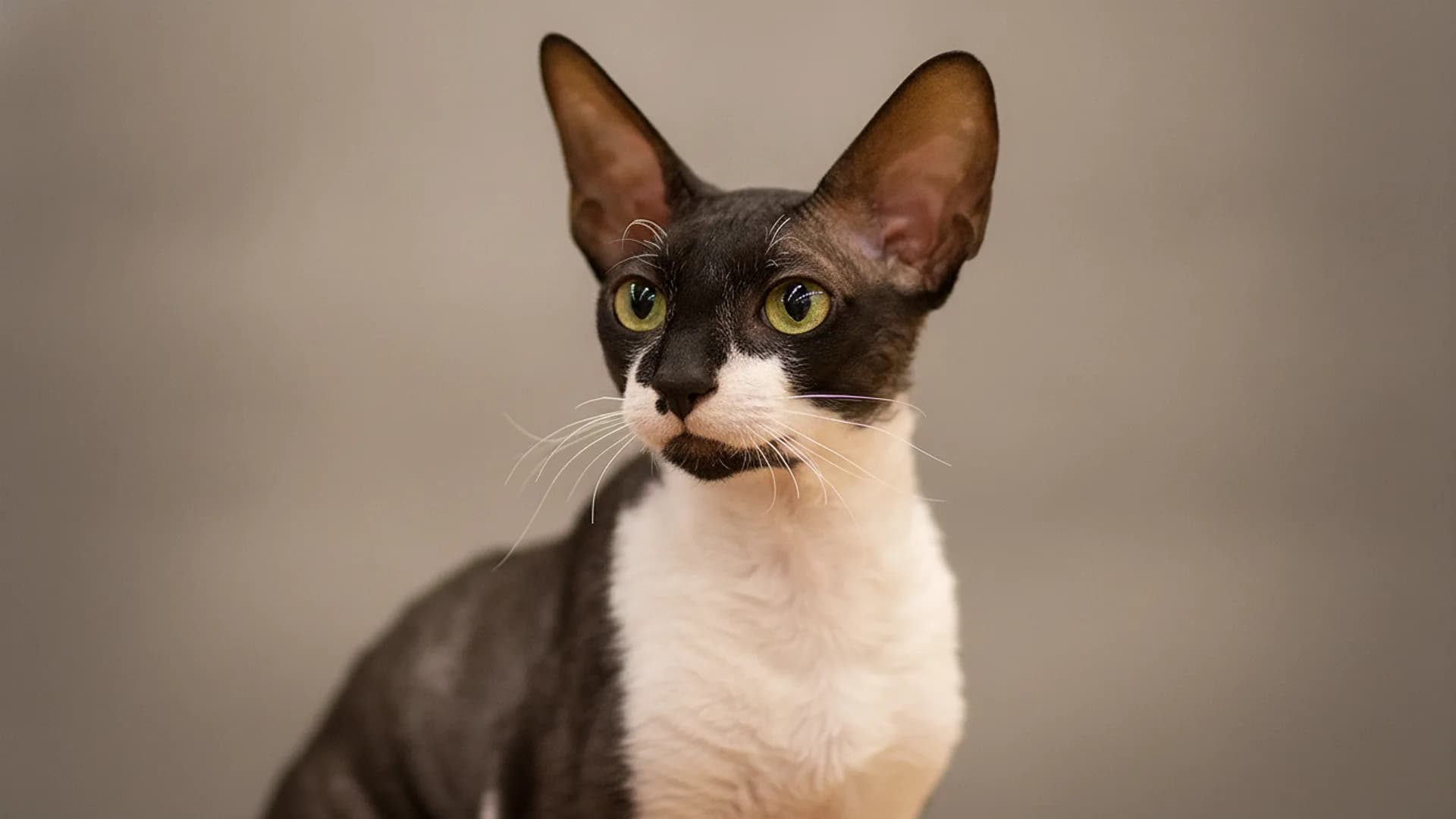 Illustration of Cornish Rex