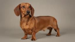 Dachshund