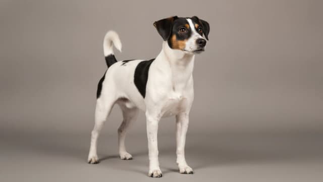 Illustration of Danish Swedish Farmdog