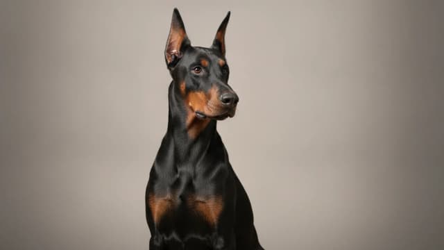 Ilustración de Doberman Pinscher
