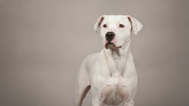 Illustration of Dogo Argentino
