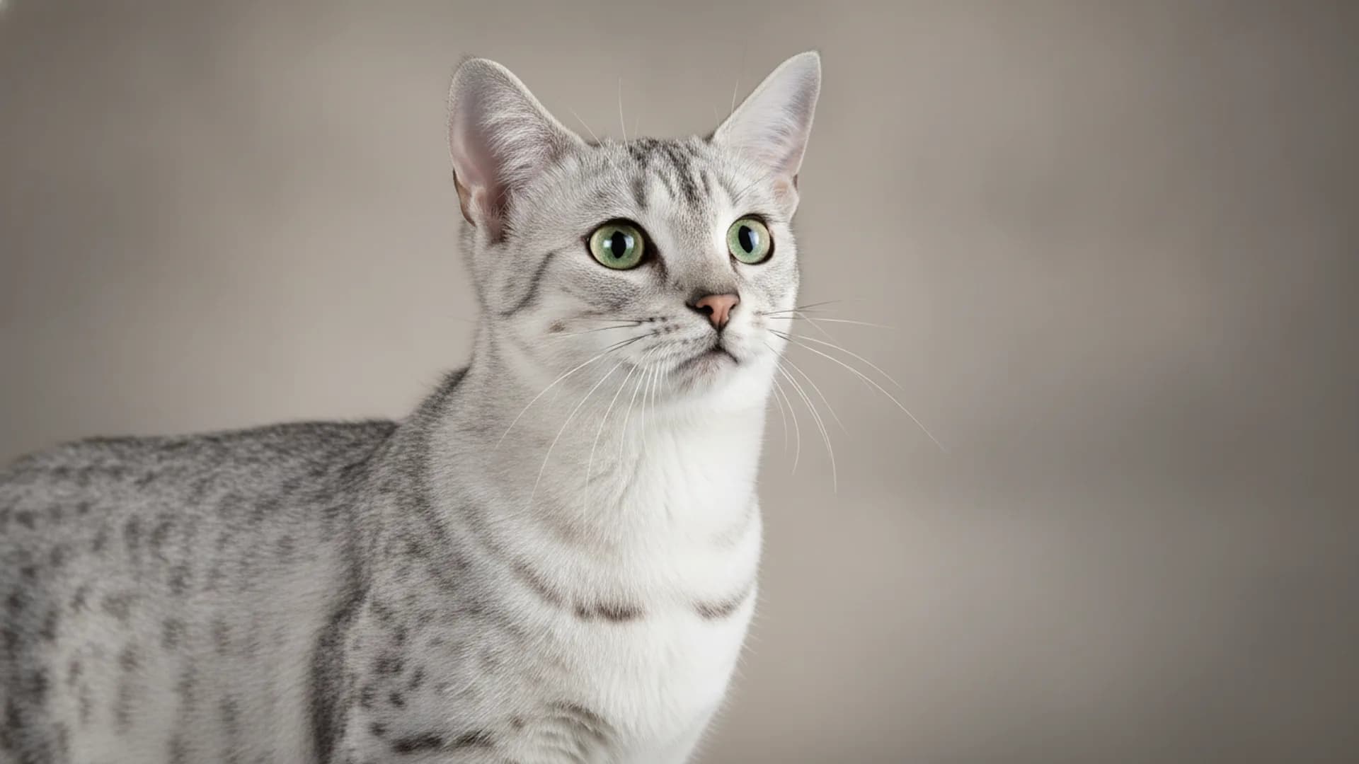 Illustration of Egyptian Mau