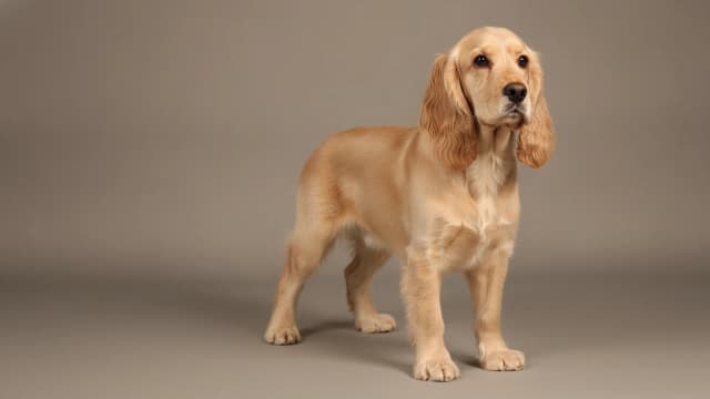 Illustration of English Cocker Spaniel