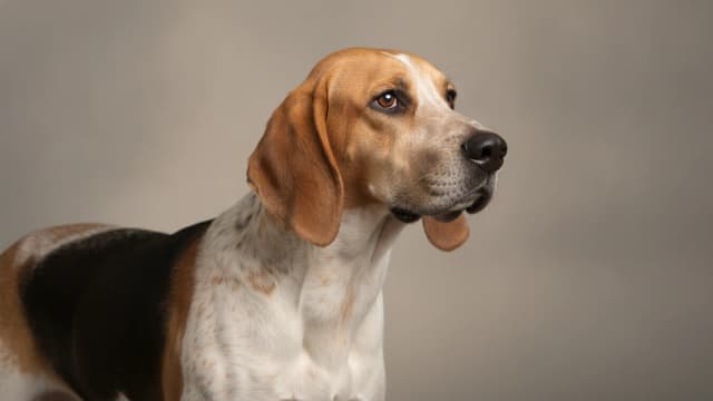 Illustration of English Foxhound