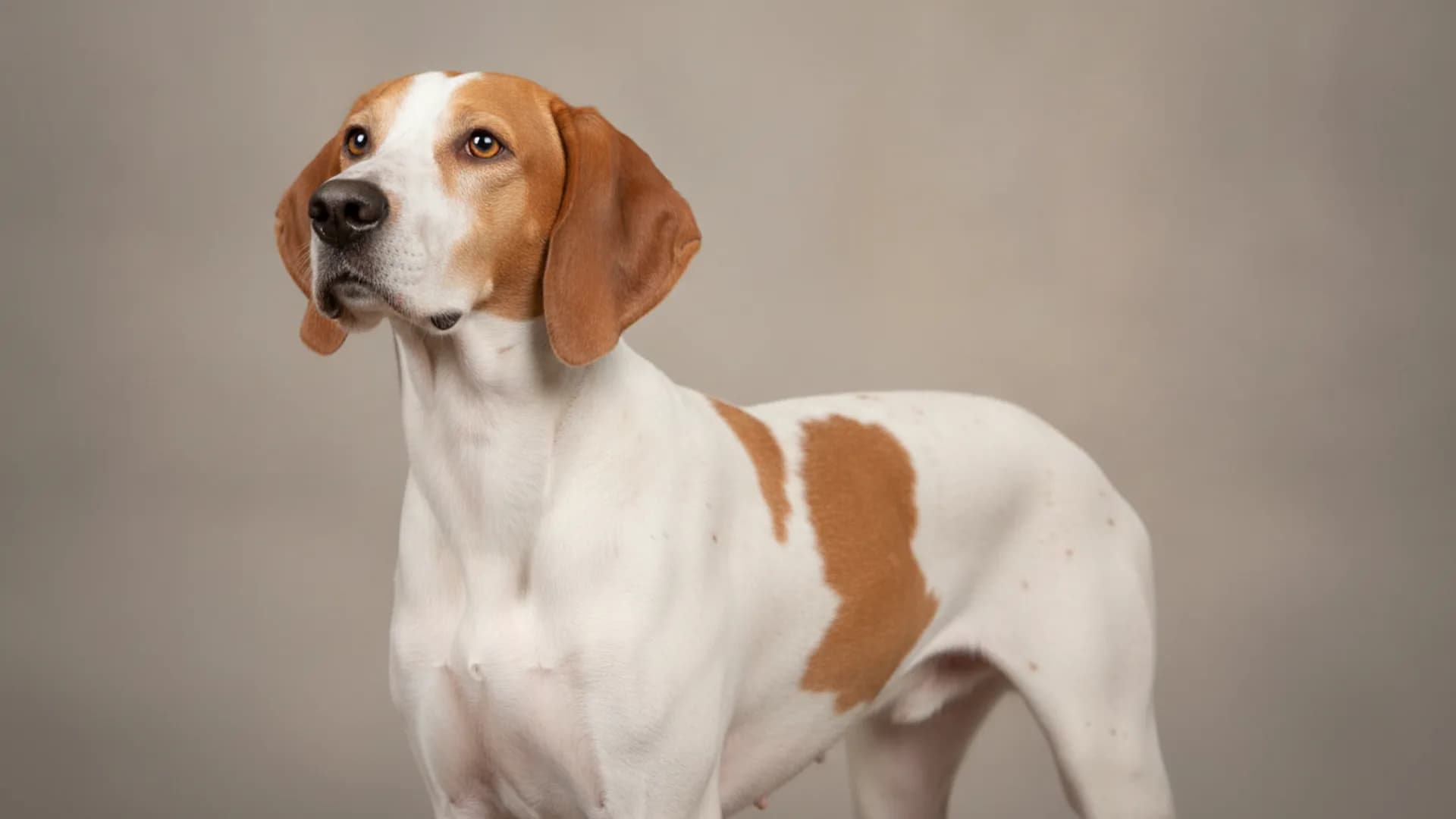 Illustration of English Pointer