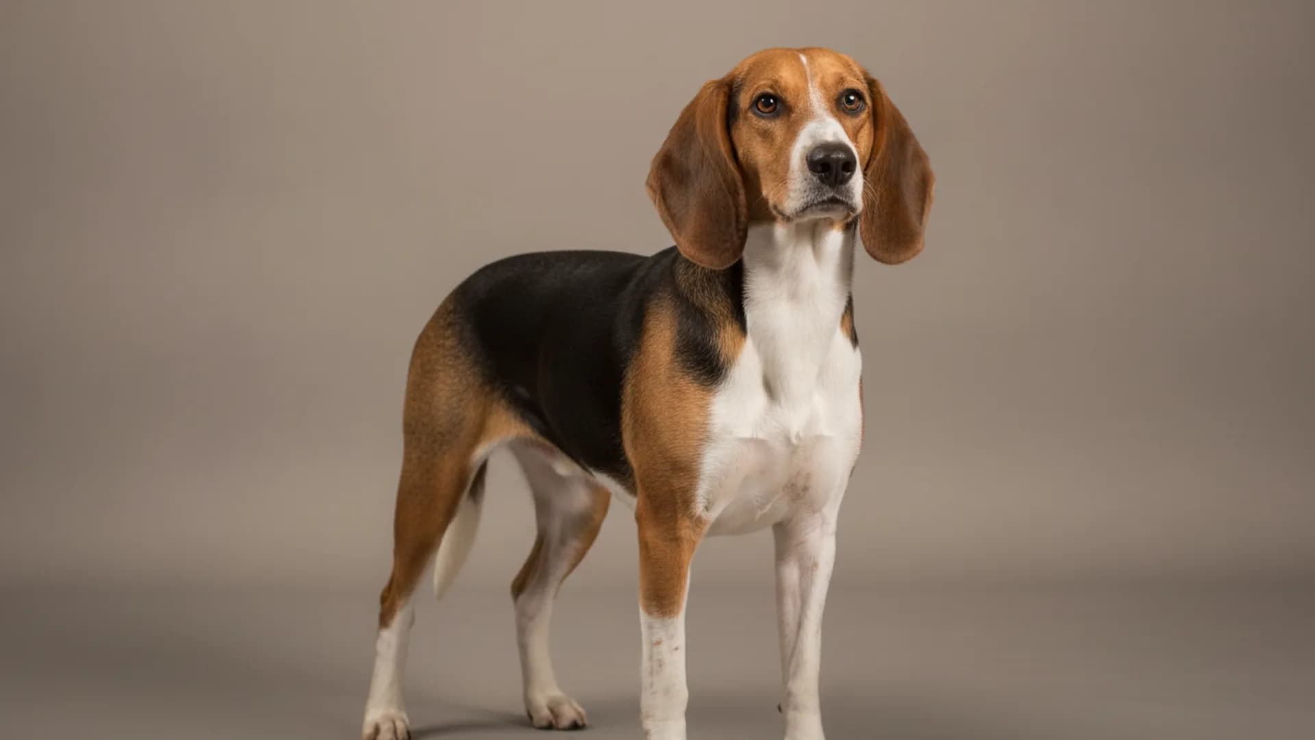 Illustration of Estonian Hound