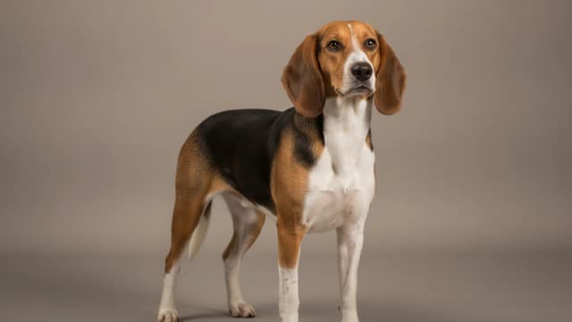 Ilustración de Perro cazador de Estonia