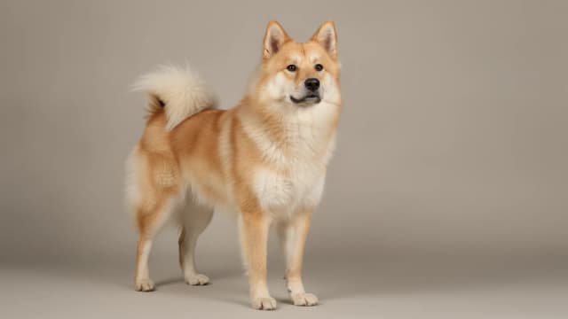 Illustration of Eurasier