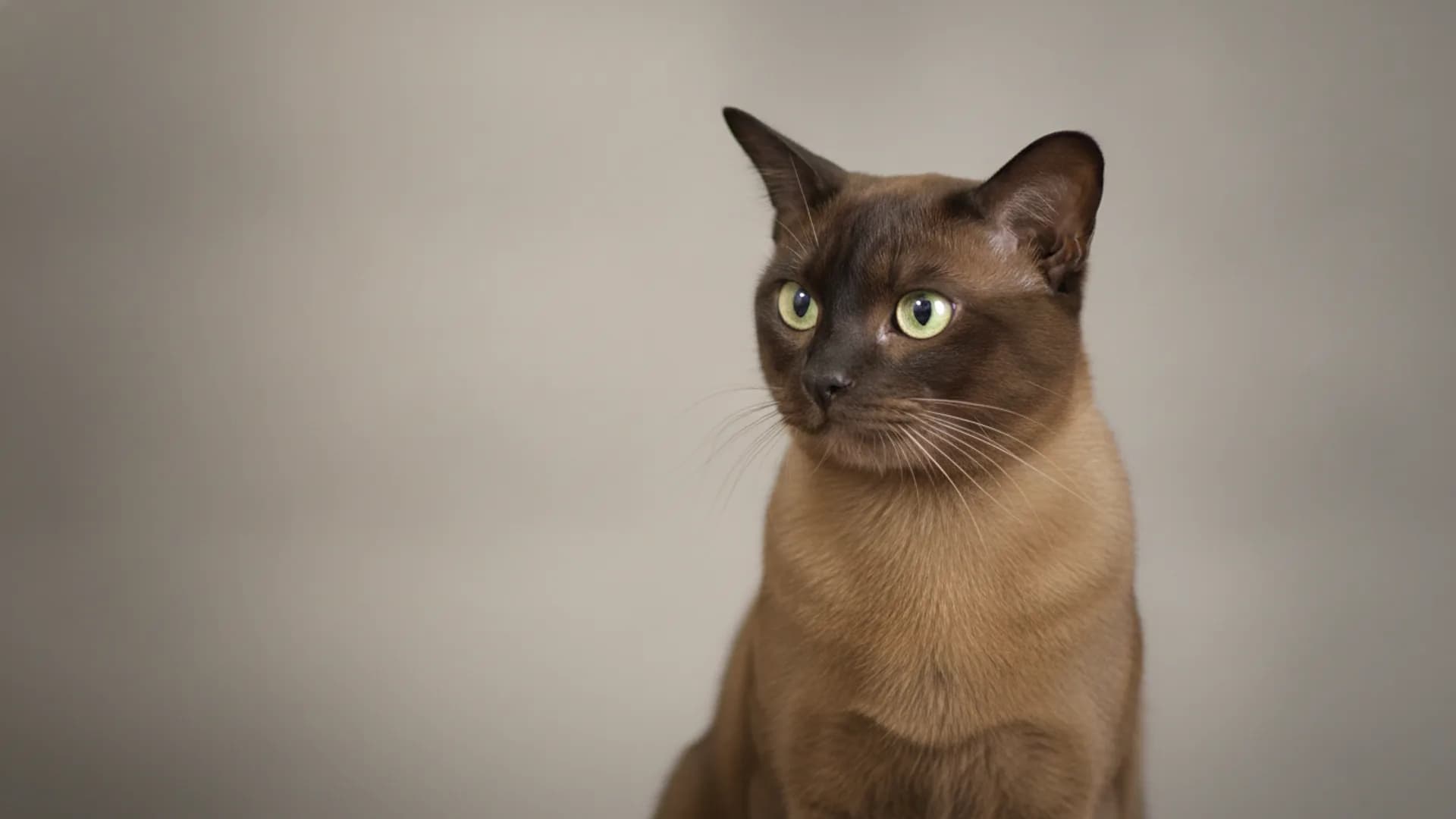 Illustration of European Burmese