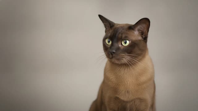 Illustration of European Burmese