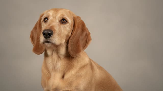 Illustration eines Basset fauve de Bretagne