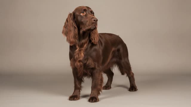 Illustration of Field Spaniel