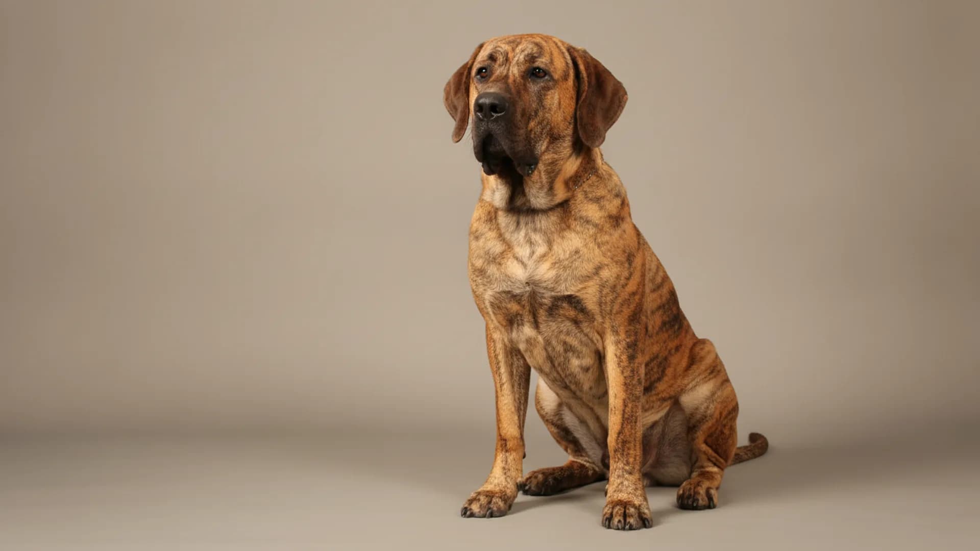 Illustration of Fila Brasileiro