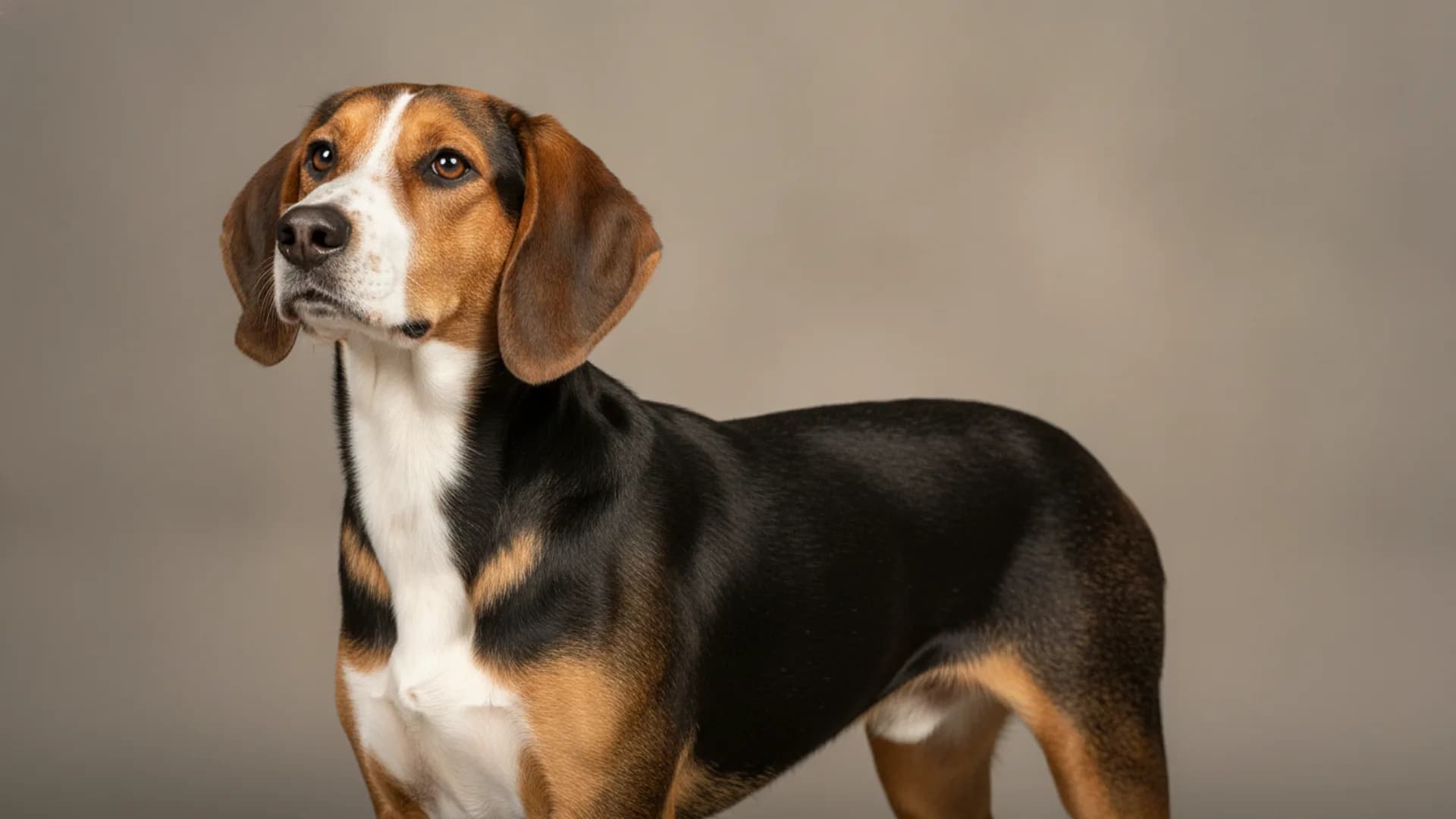 Illustration of Finnish Hound