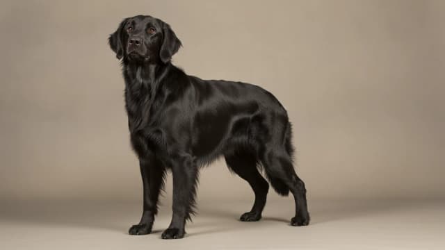 Illustration of Flat-Coated Retriever