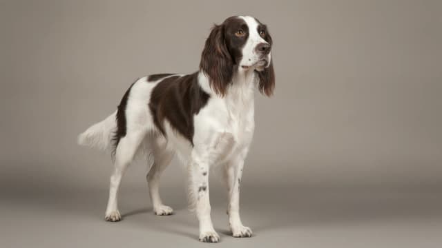 Illustration of French Spaniel