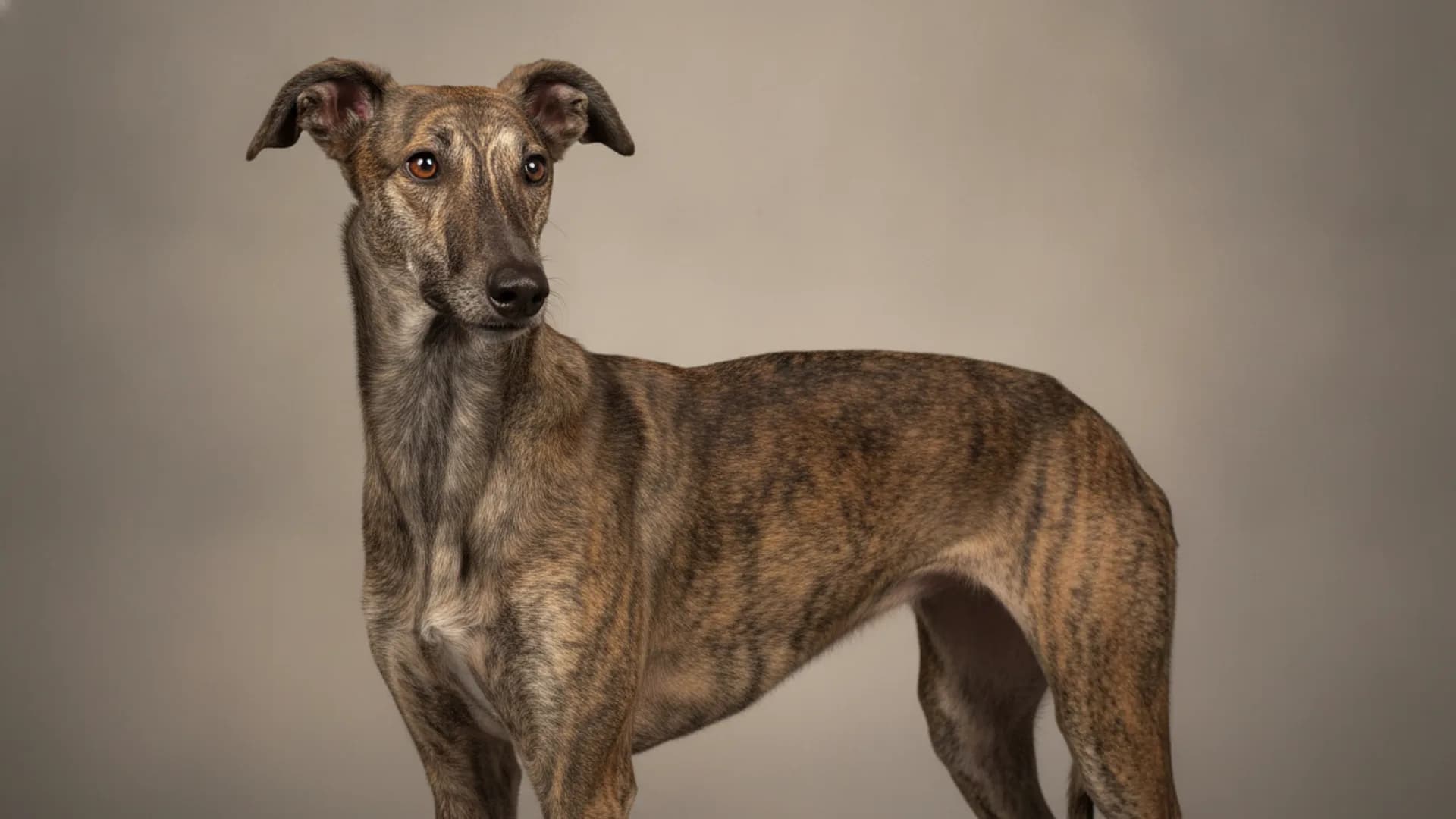 Illustration of Galgo Español