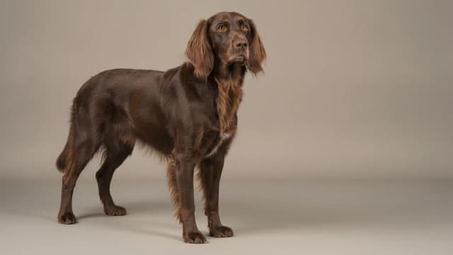 Illustration of German Longhaired Pointer