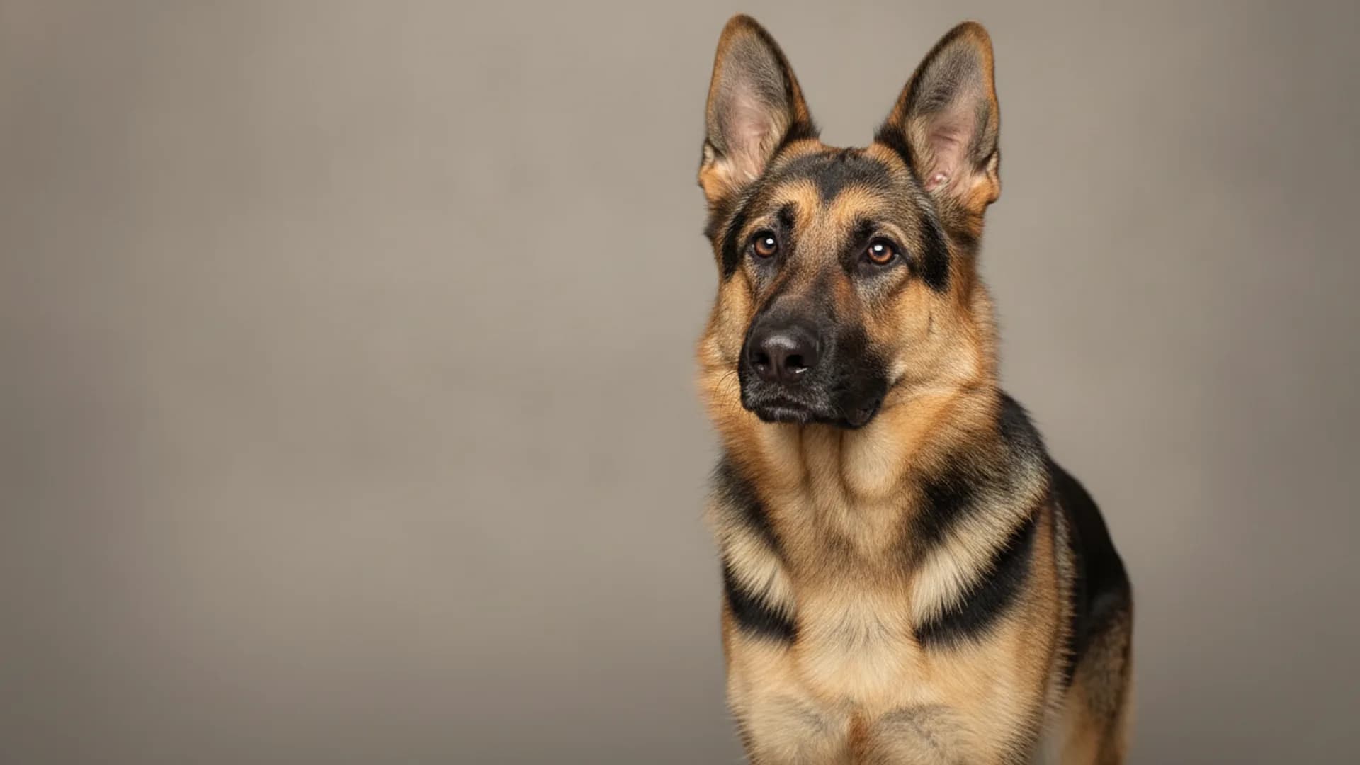 Illustration of German Shepherd