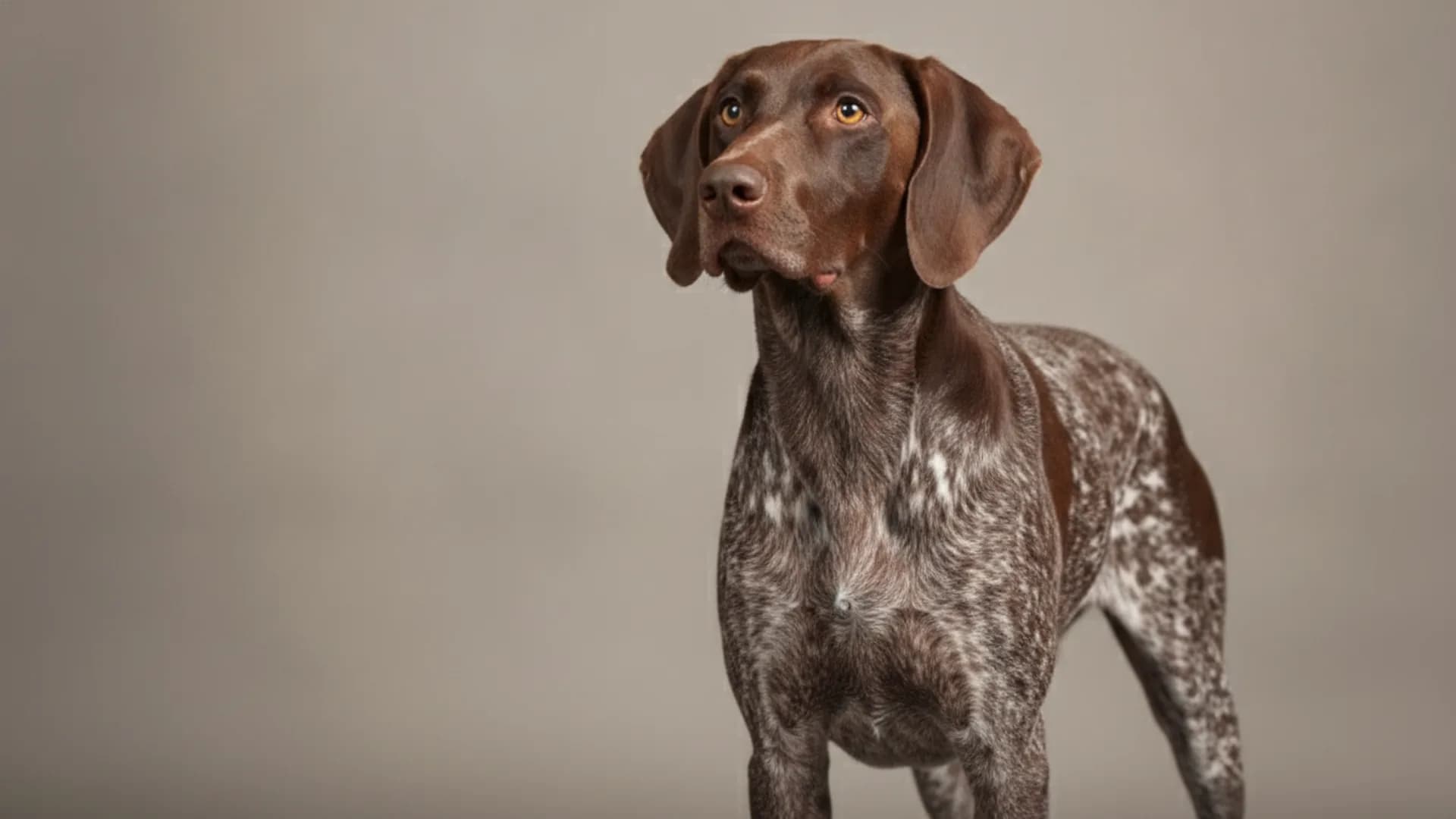 Illustration of German Shorthaired Pointer