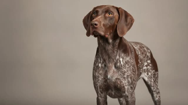 Illustration of German Shorthaired Pointer