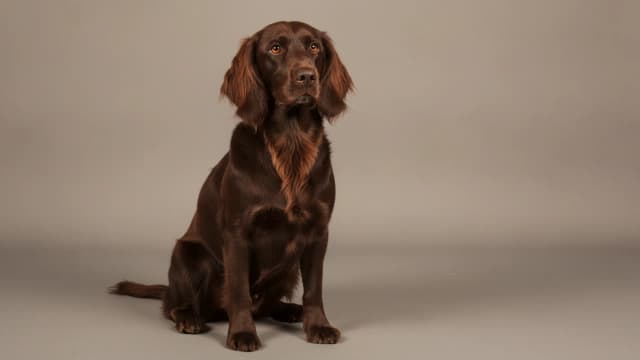 Illustration of German Spaniel