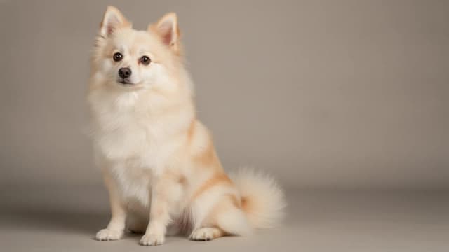 Illustration of German Spitz