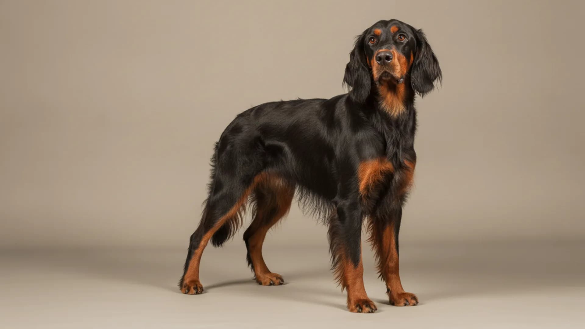 Illustration of Gordon Setter