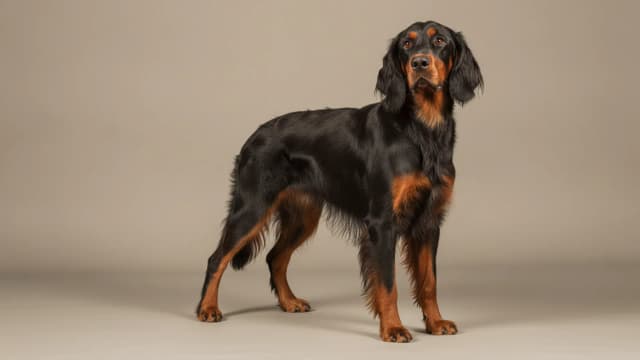 Illustration of Gordon Setter