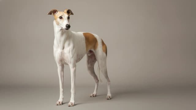 Illustration of Greyhound