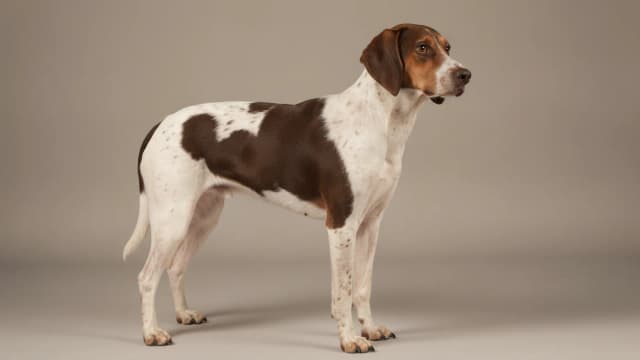 Illustration de Halden Hound