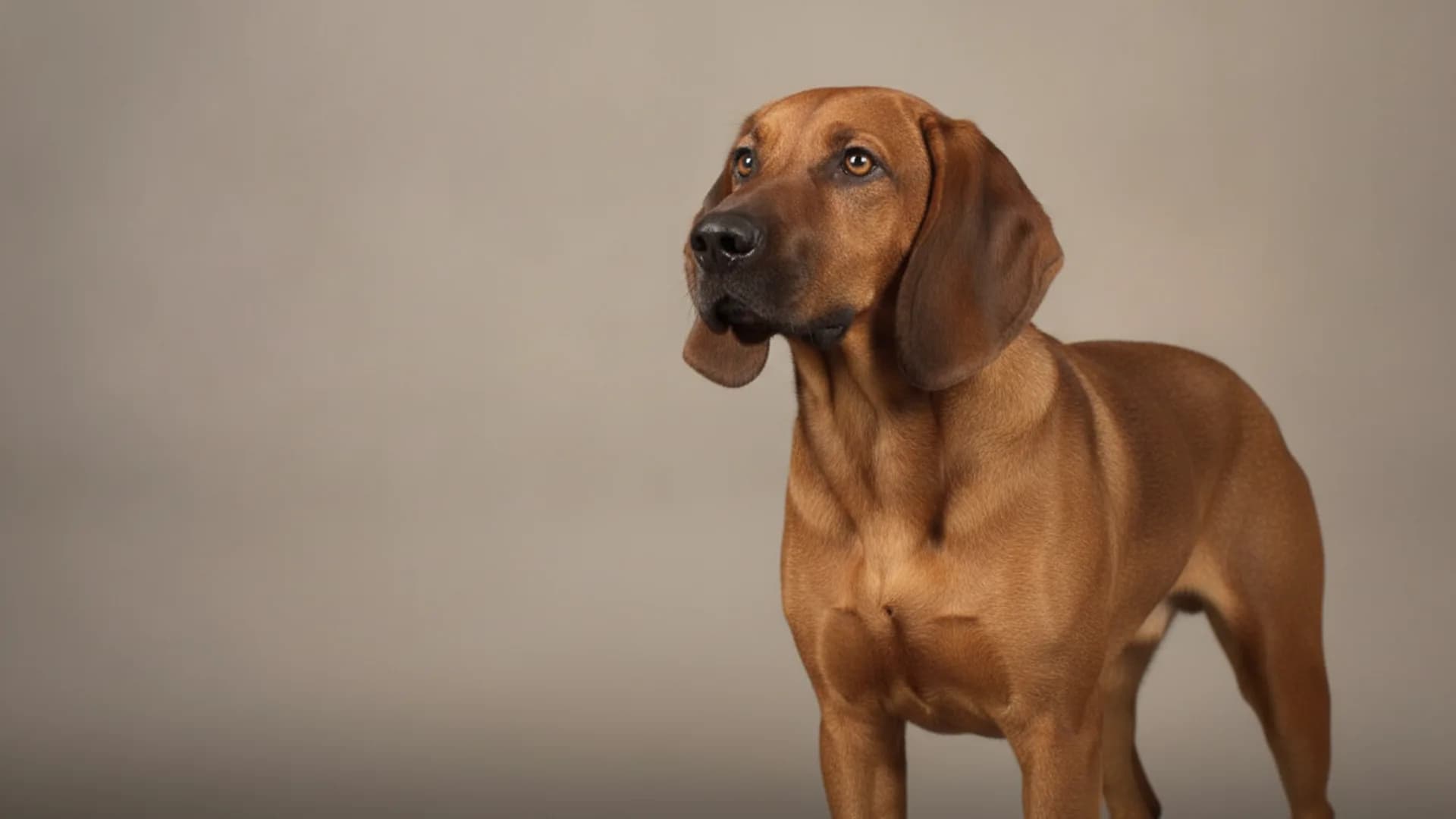 Illustration of Hanoverian Scenthound