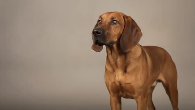 Illustration de Hanoverian Scenthound