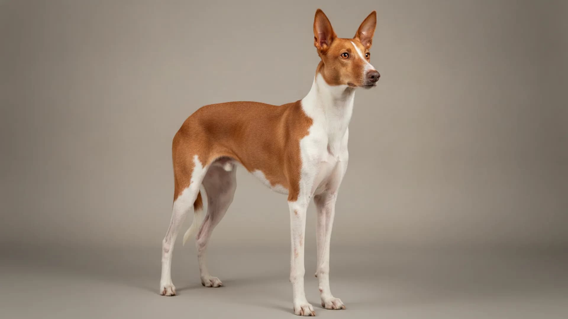 Illustration of Ibizan Hound