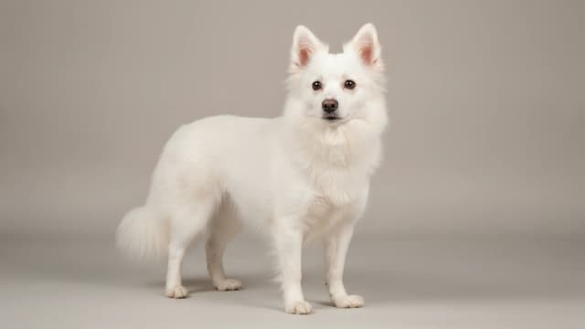 Illustration of Indian Spitz