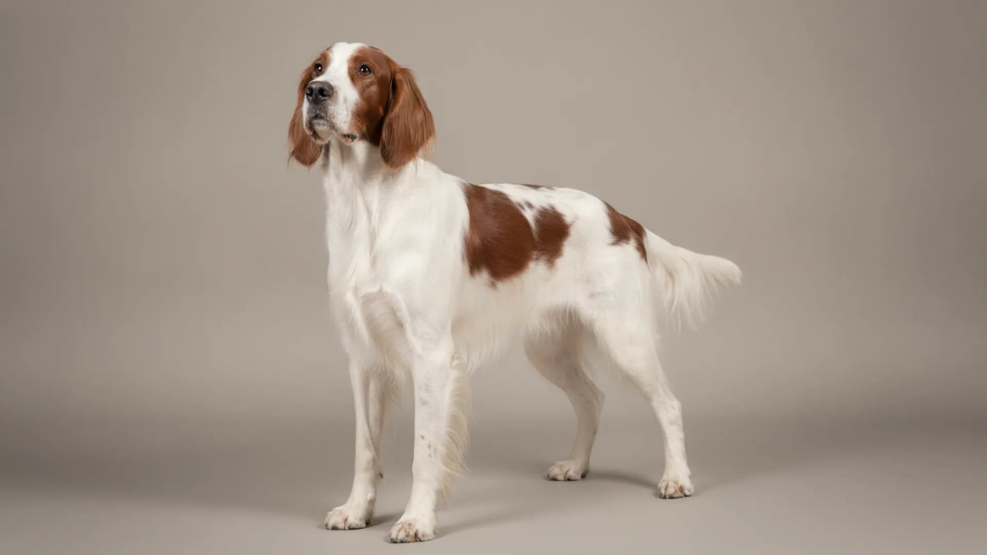 Illustration of Irish Red and White Setter