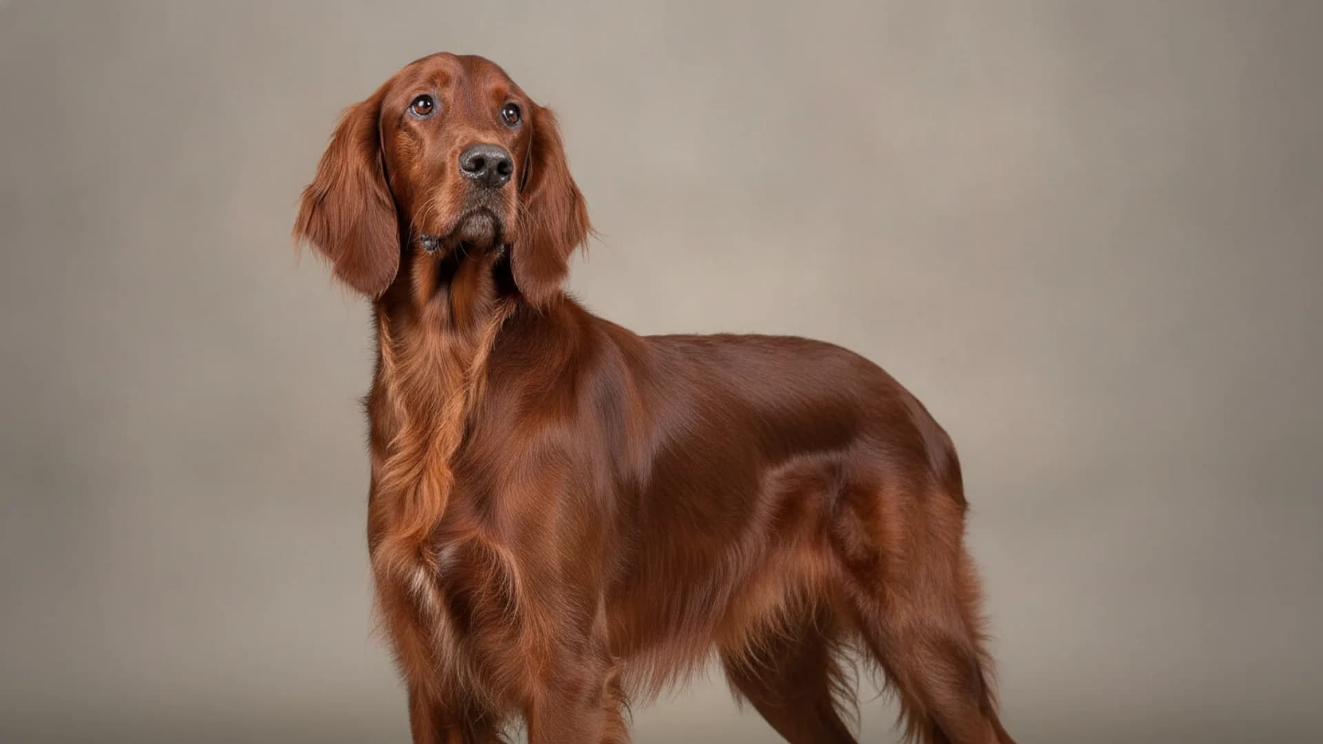 Illustration of Irish Setter