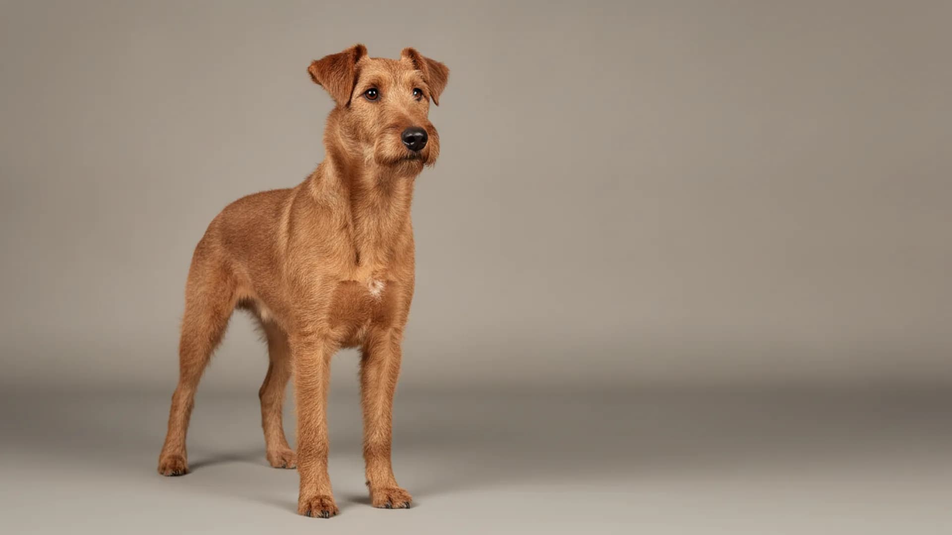 Illustration of Irish Terrier