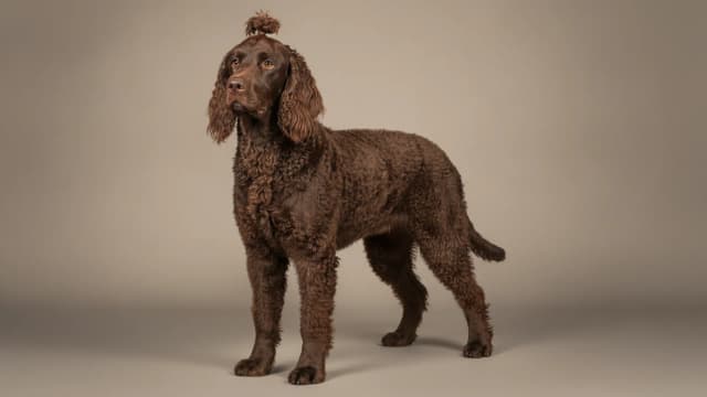 Ilustración de Irish Water Spaniel