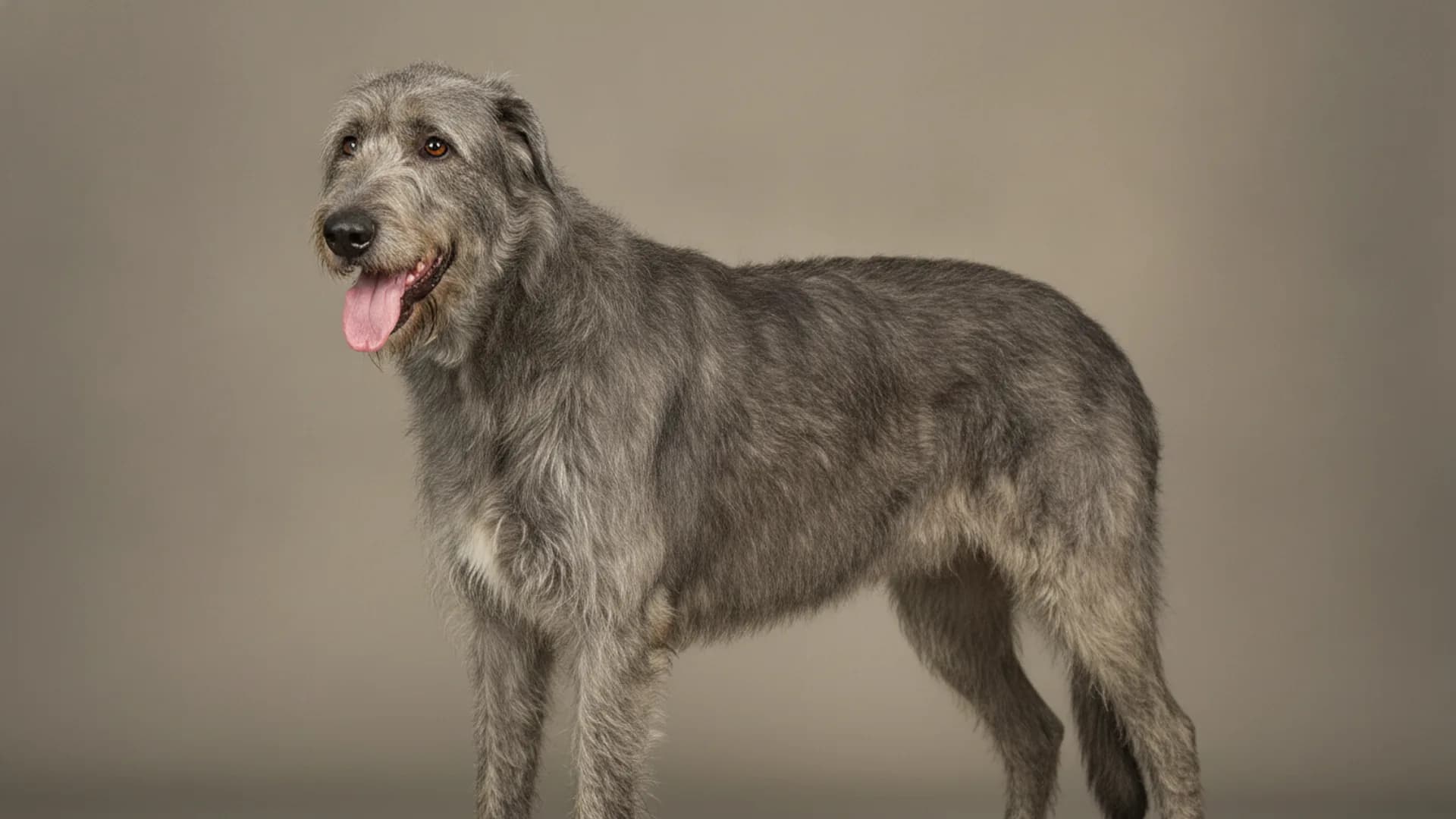 Illustration of Irish Wolfhound