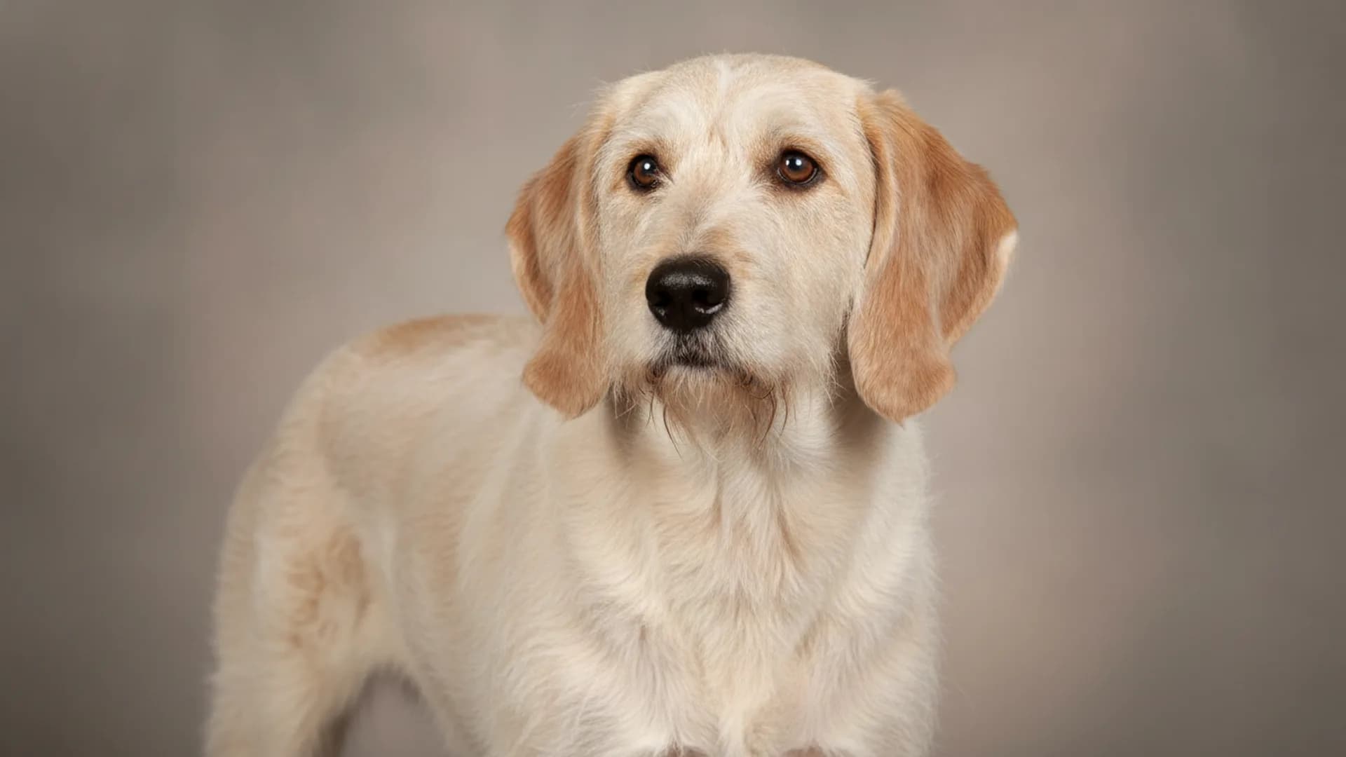 Illustration of Istrian Coarse-haired Hound