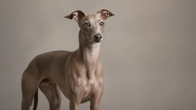 Illustration of Italian Greyhound