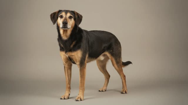 Illustration eines Drahthaariger Italienischer Laufhund