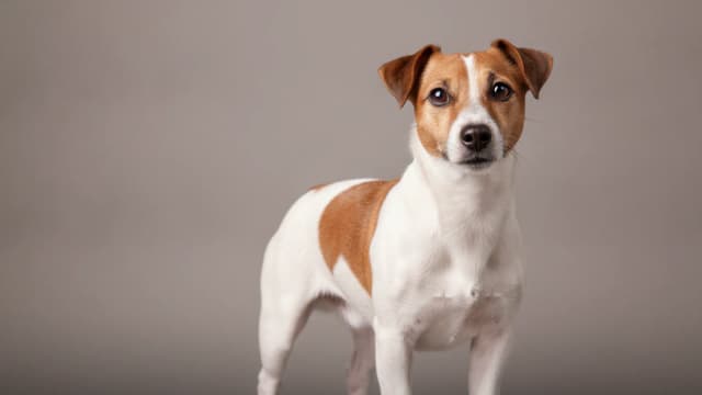 Illustration of Jack Russell Terrier