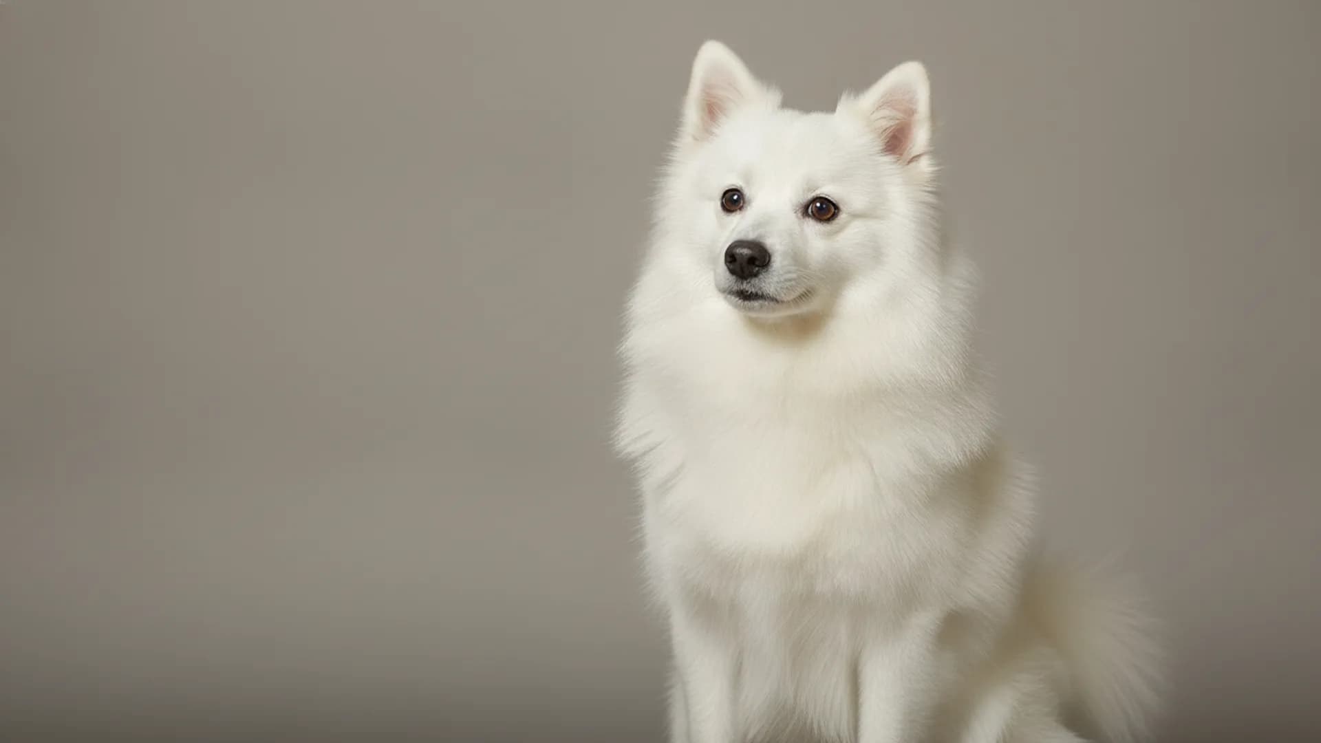 Illustration of Japanese Spitz