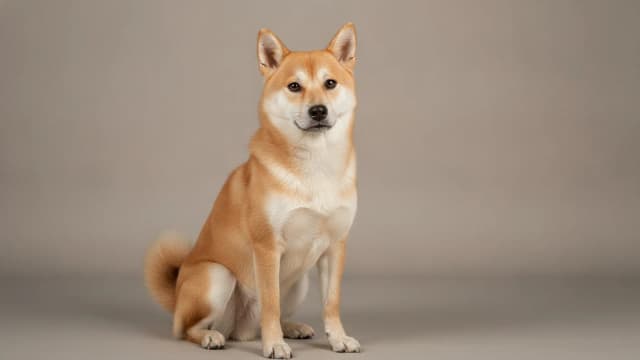 Illustration of Jeju Dog
